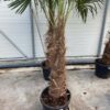 Trachycarpus fortunei 230 cm