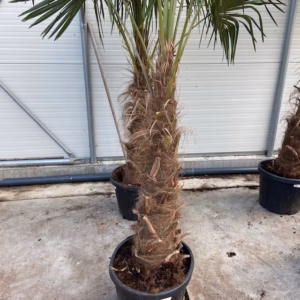 Trachycarpus fortunei 230 cm