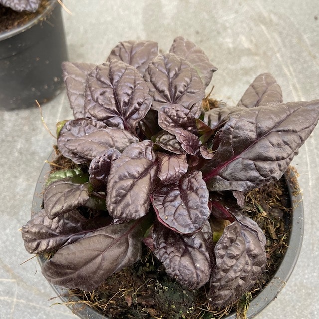 Ajuga Reptans ‘Braunherz’ of Kruipend zenegroen, heeft bruingroene bladeren, waarbij dichterbij het hart het blad steeds bruiner wordt en deze worden ongeveer 10 cm hoog