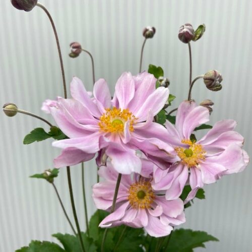 Anemone Hupehensis 'Splendens' is een volledig winterharde borderplant, die in het voorjaar en de vroege zomer geurende, half hangende roze bloemen krijgt