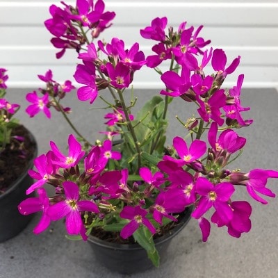 Arabis blepharophylla of scheefbloem heeft een uitermate uniforme opbouw en is een bodembedekkende plant.