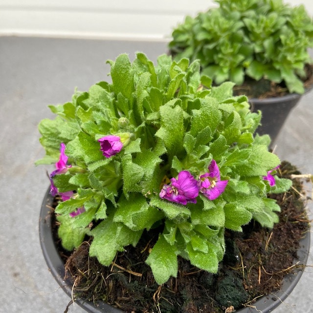 Aubrieta hybrida Lilac (Blauwkussen) is geschikt als terrasplant, bodembedekker en in de rotstuin. Het is een rijkbloeiende plant