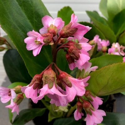 Bergenia of Schoenlappersplant bloeit in maart t/m mei en krijgt rechtopstaande bloemstengels. In de herfst verkleurende de bladeren van groen tot paars