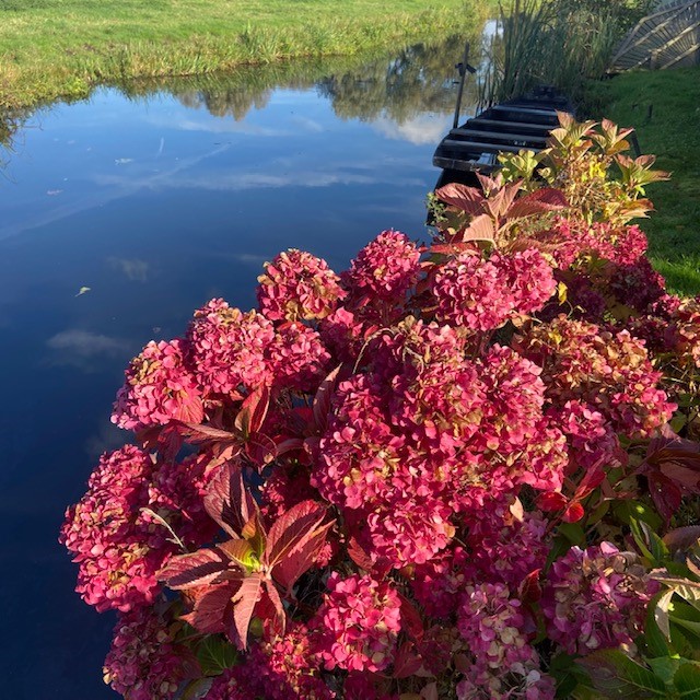 De Boerenhortensia of Hydrangea macrophylla