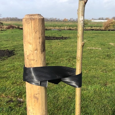 Enkele boompaal bij een Catalpa of Boltrompetboom