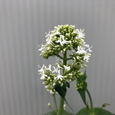 Centranthus, gewone Spoorbloem, is goed te gebruiken als bodembedekker of als rotsplant. 