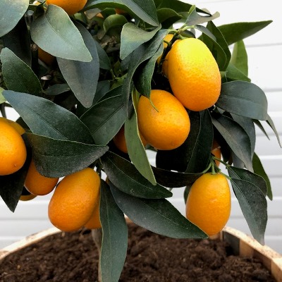 Citrus kumquat (dwergsinasappel)