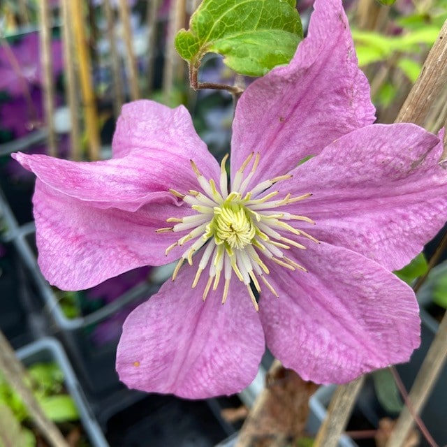 Clematis is een prachtige klimplant