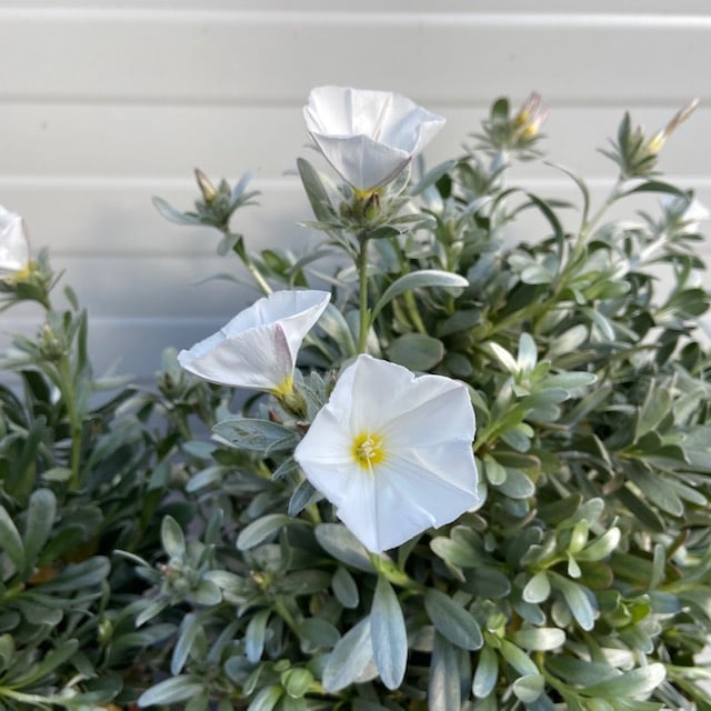 Convolvulus cneorum of Zilerwinde