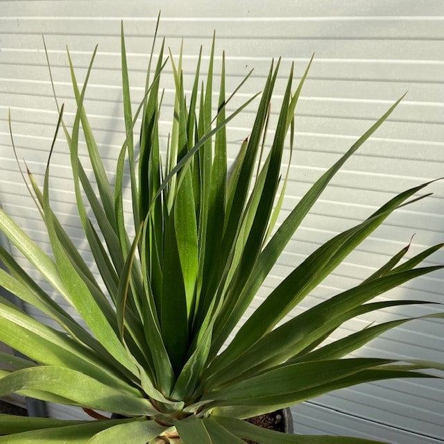 Dracena of Drakenbloedboom