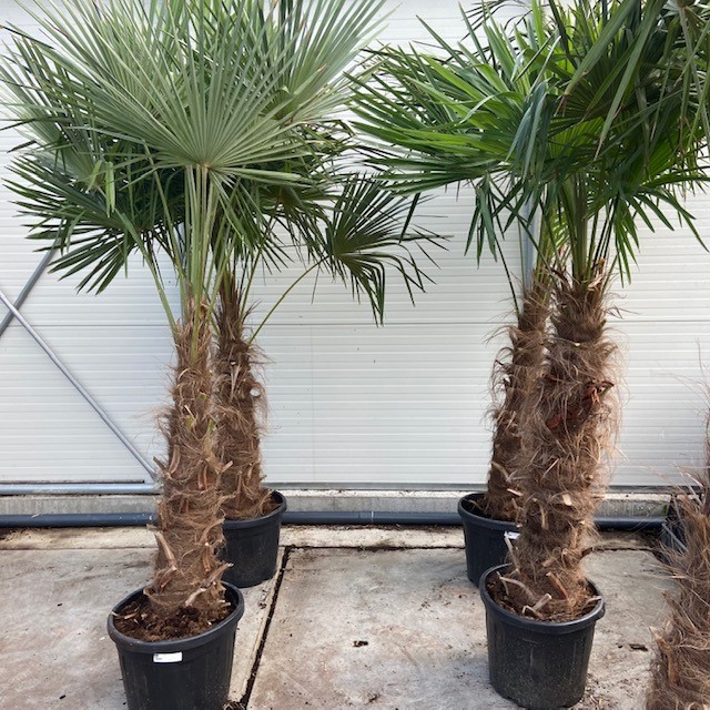 Een grote Trachycarpus fortunei