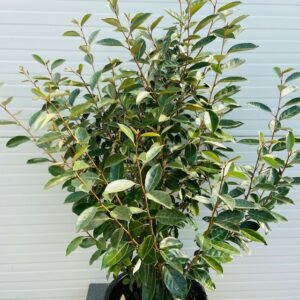 Elaeagnus Ebbingei (Olijfwilg)