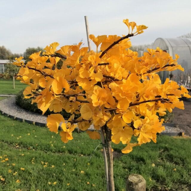 Ginkgo of Japanse notenboom is een bijzondere boom. Er lopen door het blad 2 hoofdnerven waardoor het blad een waaiervorm krijgt. 