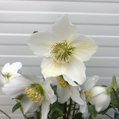 Helleborus of Kerstroos