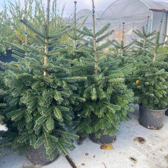 Kerstbomen in pot