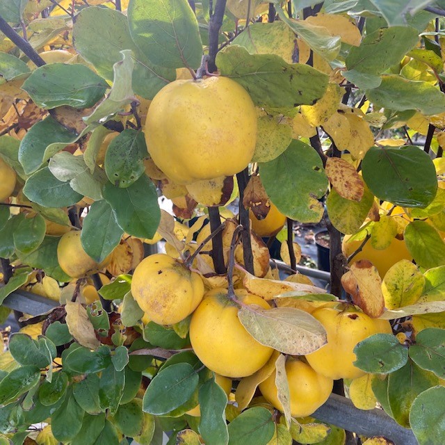 Fruitbomen uit onze eigen kwekerij