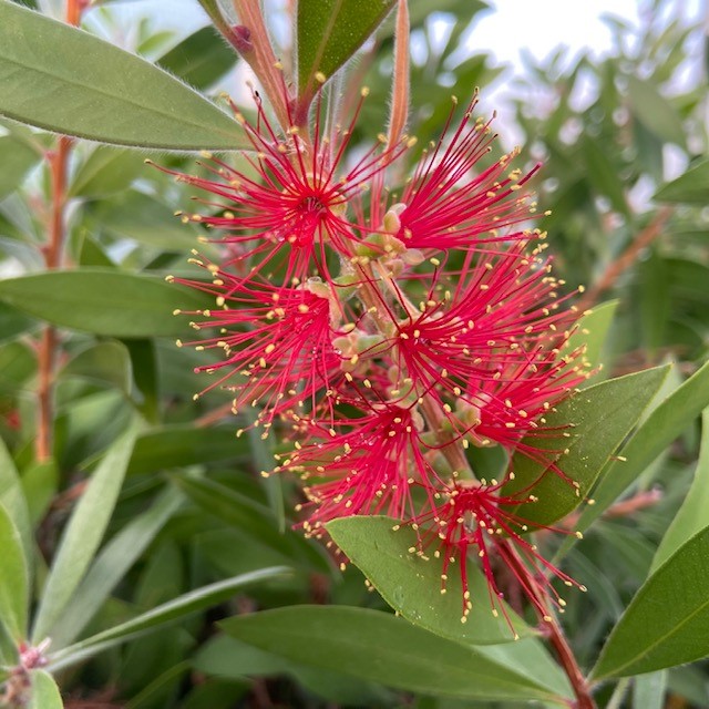 Callistemon Citrinus Lampenpoetser