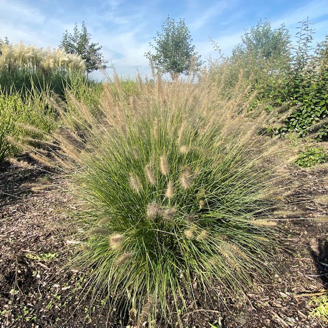 Lampenpoetsergras
