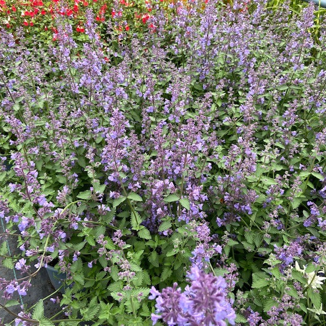 Nepeta of Kattenkruid