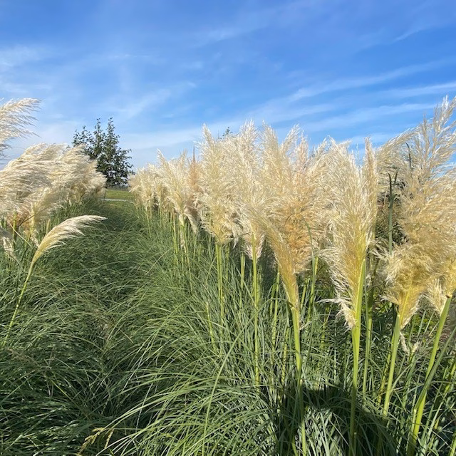 Pampasgras Cortederia