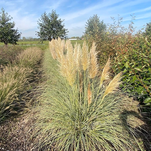 Pampasgras Silverstar