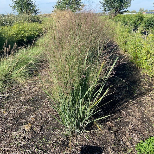 Panicum north wind