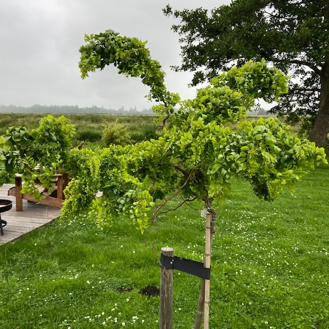 Prachtige Robinia of Acacia in verschillende hoogte en bladvormen.