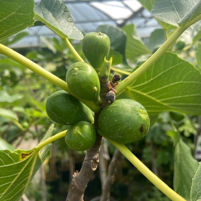 Ficus carica of vijgenboom doen het steeds beter in Nederland, de meest bekende is de Brown Turkey