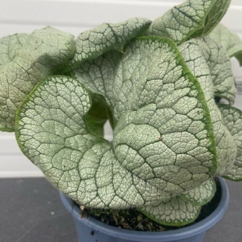 Brunnera 'Silver Heart' ook wel Kaukasische vergeet-mij-niet genoemd, is een grootbladige, winterharde bodembedekker. 