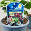 Helleborus orientalis