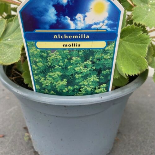 Alchemilla mollis