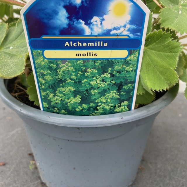 Alchemilla mollis