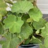 Alchemilla mollis