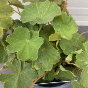 Alchemilla mollis (Vrouwenmantel)
