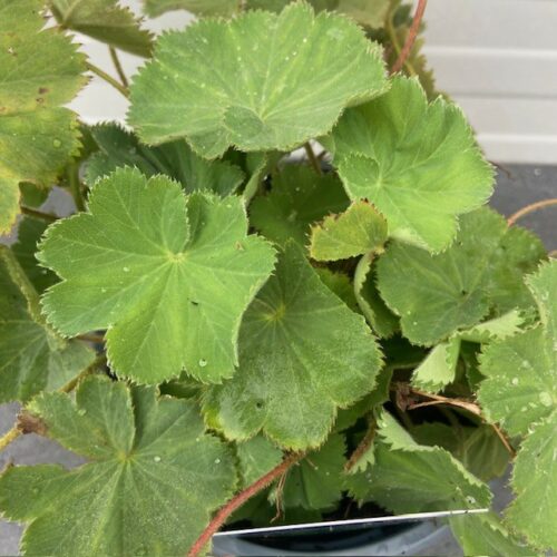 Alchemilla mollis (Vrouwenmantel)