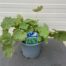 Alchemilla mollis