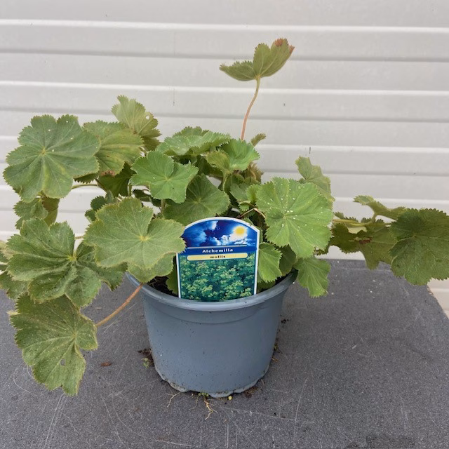 Alchemilla mollis