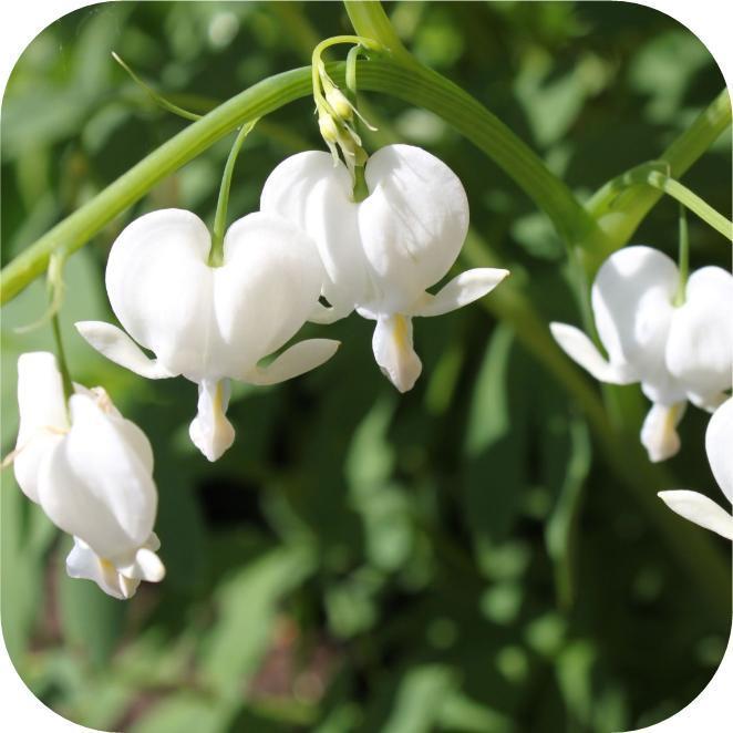 Dicentra of gebroken hartje