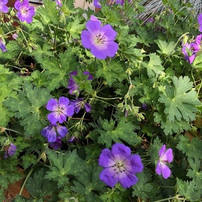 Geranium Rozane als bodembedekker