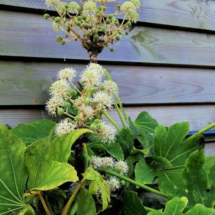 Fatsia (Vingerplant)