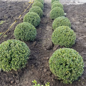 Ilex crenata bol 30 cm