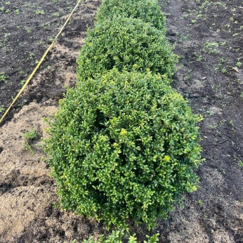 Ilex crenata bol 50 cm