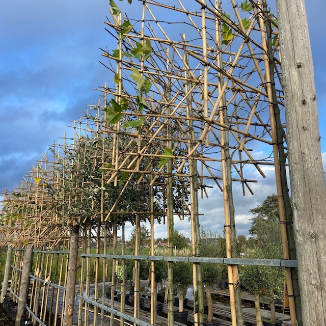 Leibomen, Steeneik, Linde en Plataan