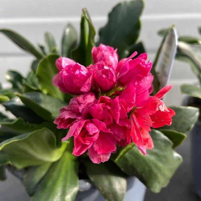 Lewisia in bloei