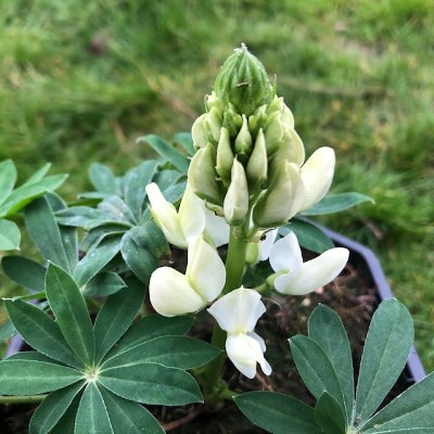 Lupine met witte bloemen