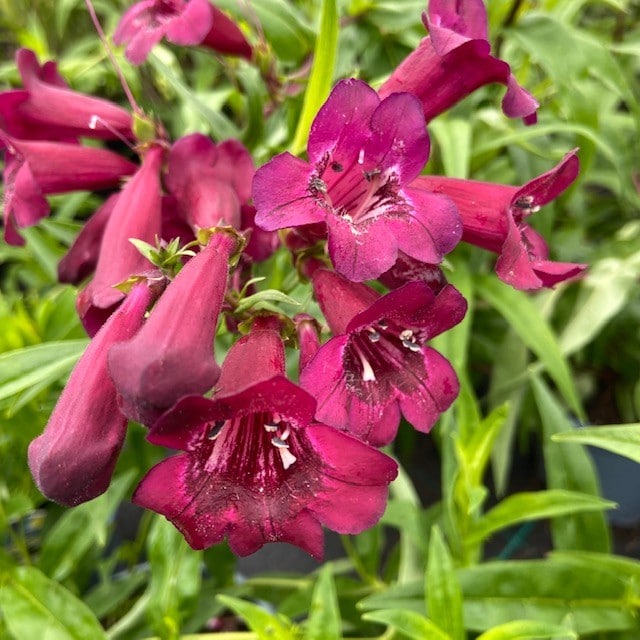 Penstemon in bloei