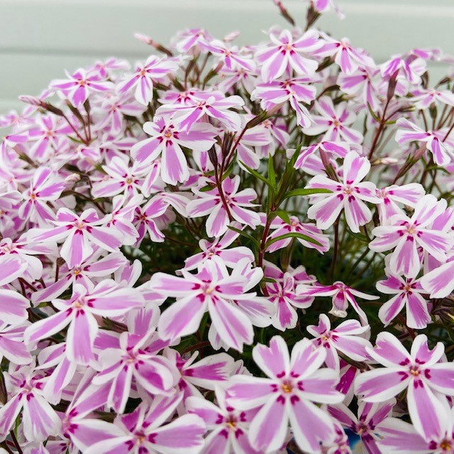 Phlox Candy stripes