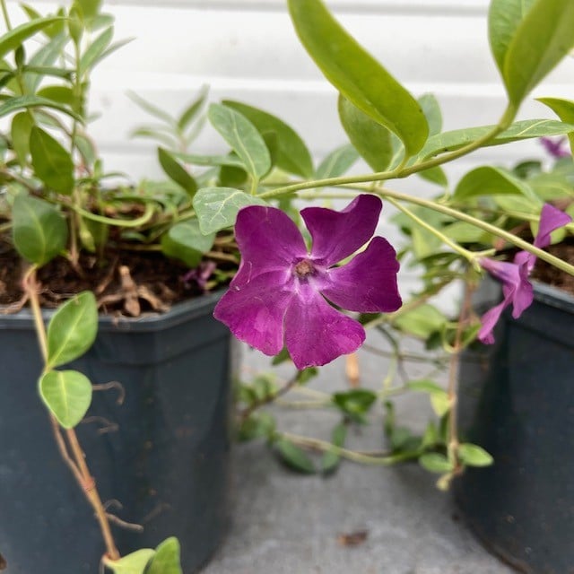 Vinca of Kleine Maagdenpalm