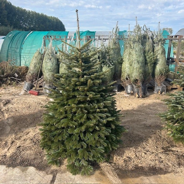 Kerstboom Abies Nordmanniana in pot 175-200 cm