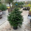 Kerstboom Abies Nordmanniana in pot 125-150 cm